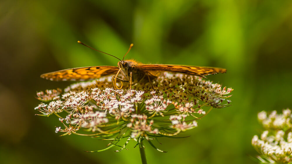 Kevin Taylor - Meadowlily Park