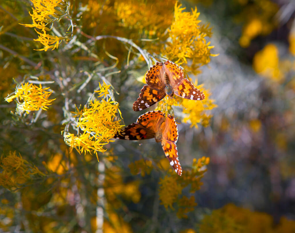 Barbara Schultheis - Abundance of Butterflies