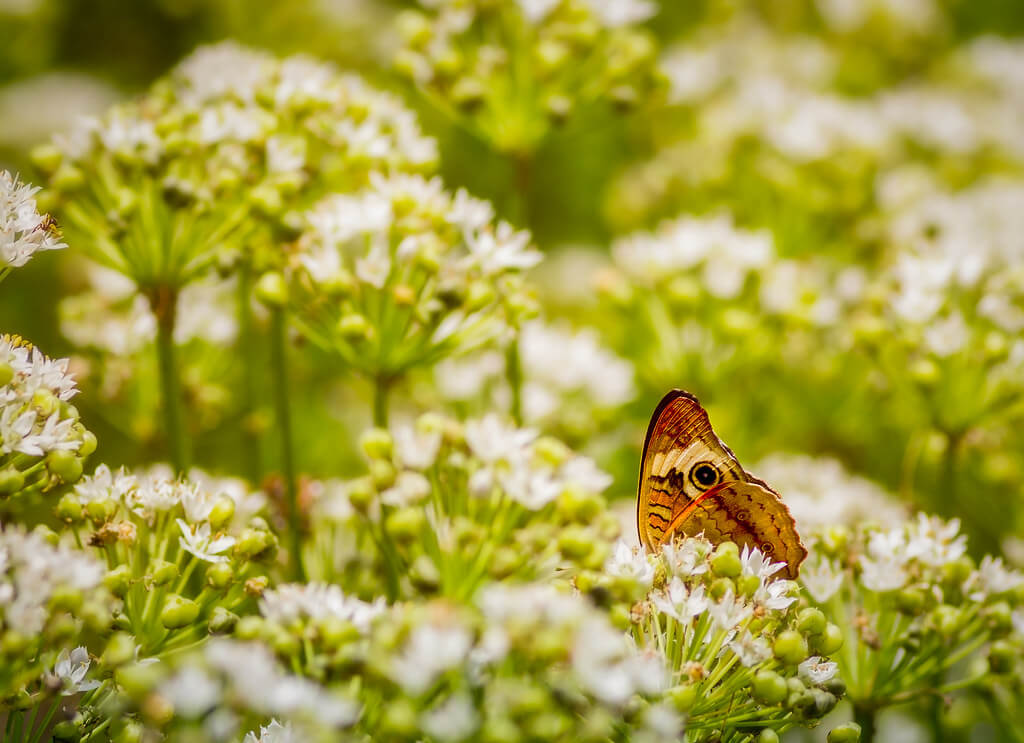 TroyMarcyPhotography - Peering Wings of a Common Buckeye Butterfly