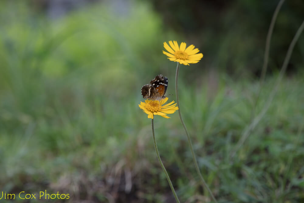 Jimmy Cox - Narrow Leaf Zinnia with Butterfly