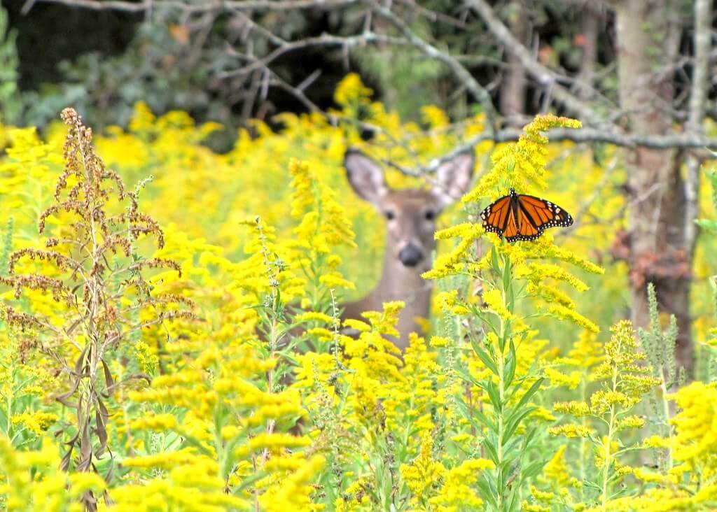 John Rosemeyer - butterfly and deer