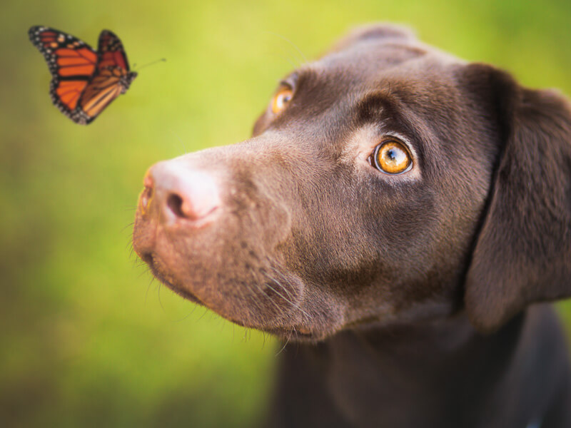 Greig Reid - dog and butterfly