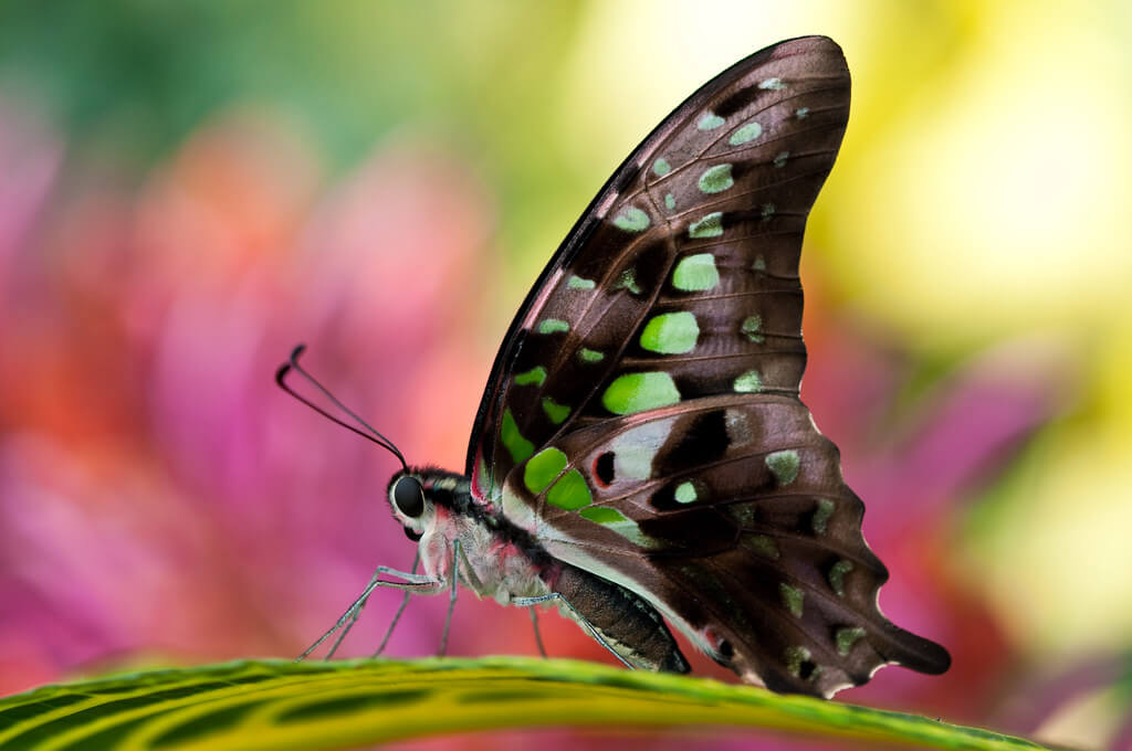 Joanne Levesque - Tailed jay butterfly