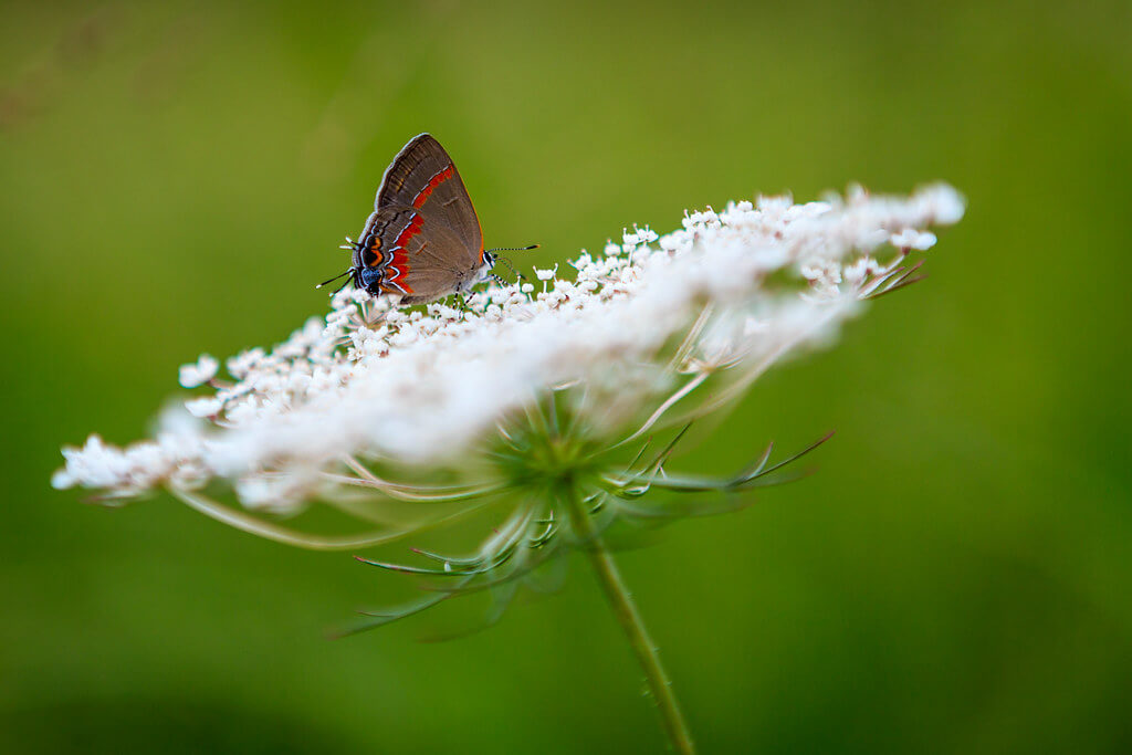 Andy Farmer - Butterfly