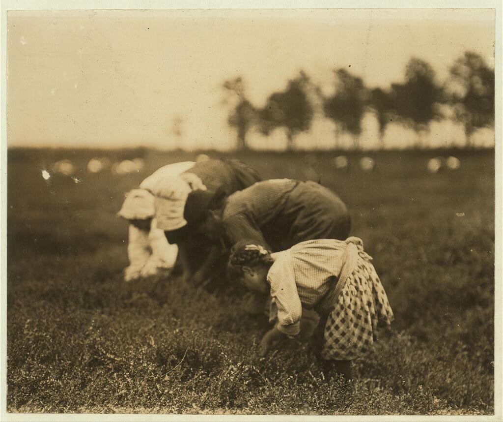 Lewis Wickes Hine - Girl Picking Cranberries