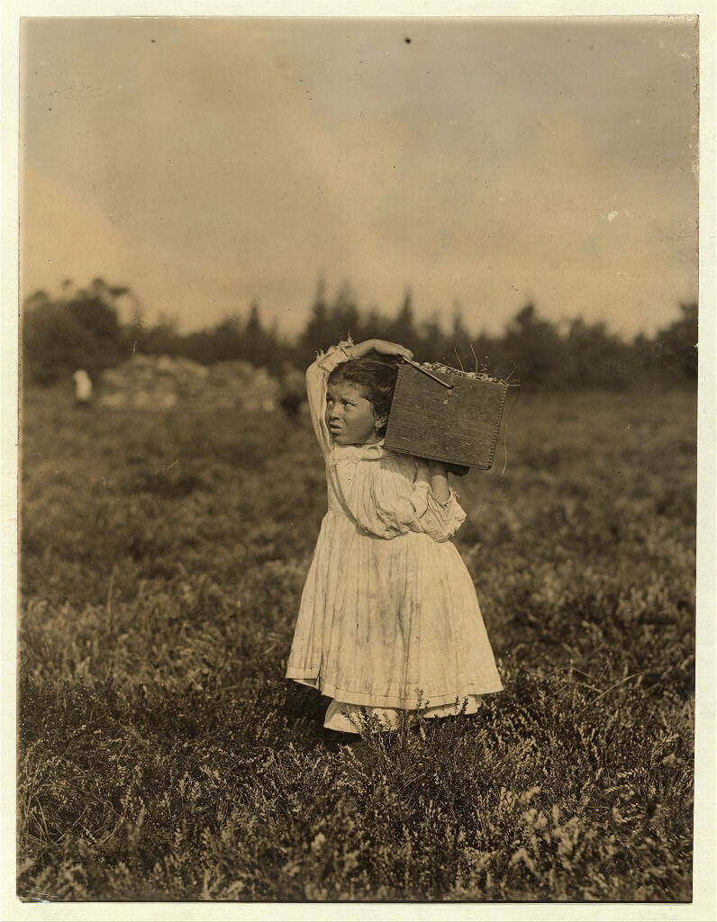 Lewis Wickes Hine - Girl Picking Cranberries