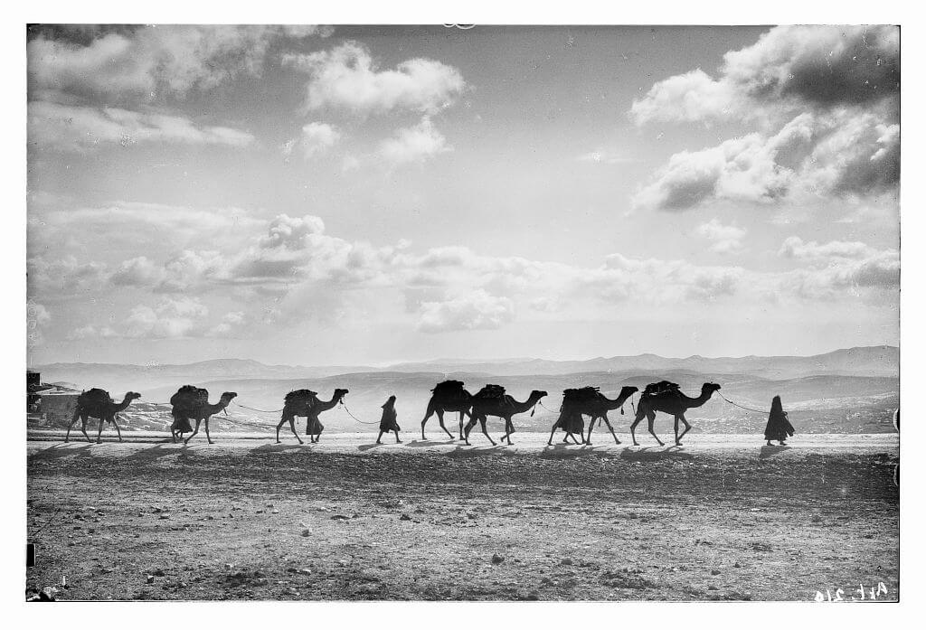 Egyptian camel transport