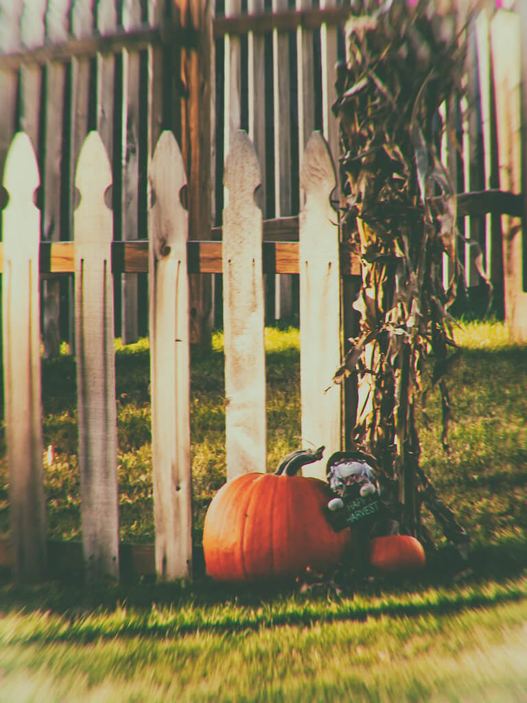 R Casey - pumpkin by fence