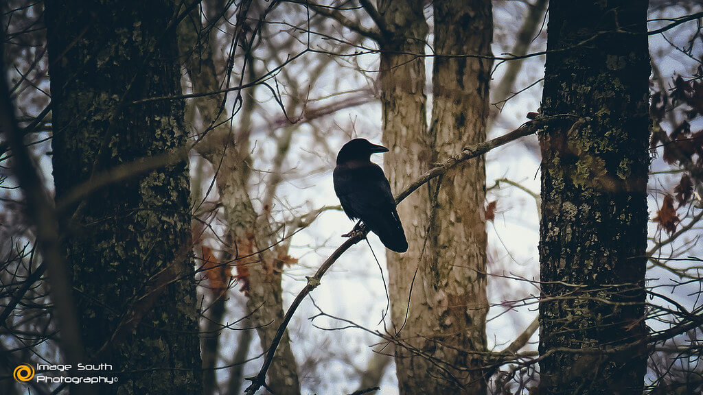 Doug Omedeo - The Crow