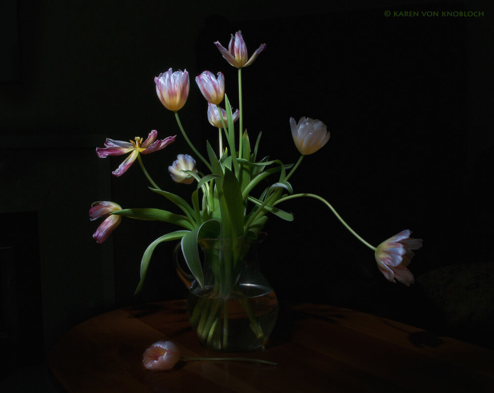 KvonK - tulips still life